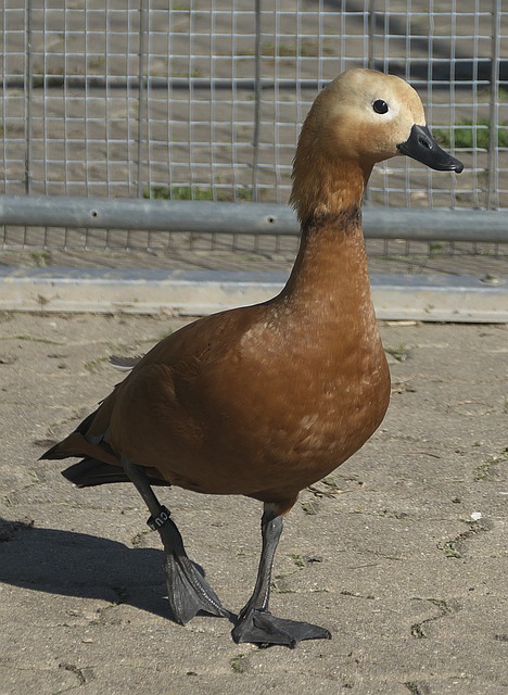 味性